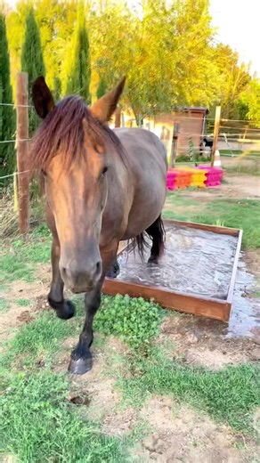 🔅 La water box 🔅 Aujourd’hui nous avons inauguré notre tout premier obstacle de Moutain trail…! 🙌🏻 Le premier d’une longue liste ( on l’espère 🙏🏻 ) car cela fait plusieurs années que nous rêvons de créer notre propre parcours pour complémenter les obstacles naturels que nous franchissons dans la nature juste à côté de notre élevage… Les premiers à avoir inauguré cet obstacle sont : Sanka , Eagon & Gypsy Ils ont franchi la water box sans hésitation, pourtant Sanka et Gypsy ne l’avaient jama