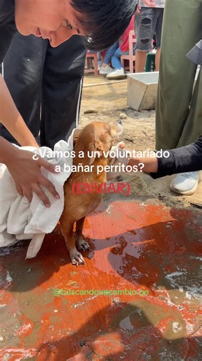 Quieres bañar perritos? Únete a nuestros voluntariados 💚 #voluntariadoanimalista #voluntariado #lima #perritos