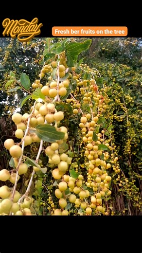 Ber,also known as Indian jujube,is a small round fruit that grows in clusters on the ber tree.In its early stage,the fruit appears green to yellow and gradually turns brownish-red as it ripens.It is widely grown in South Asia and is valued for its sweet taste when fully ripe.Ber is commenly eaten fresh and is also used in pickles and dried snacks.The fruit usually ripens during the winter season and is known for being hardy and easy to grow in dry climates. #winter #winterseason #winter'sfruit #