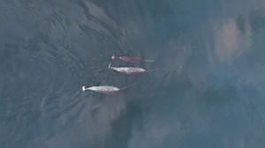 Drone captures narwhals using tusks to explore, forage and play