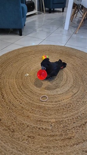 21K views · 838 reactions |  Healing Isn’t Just for Humans — It’s...