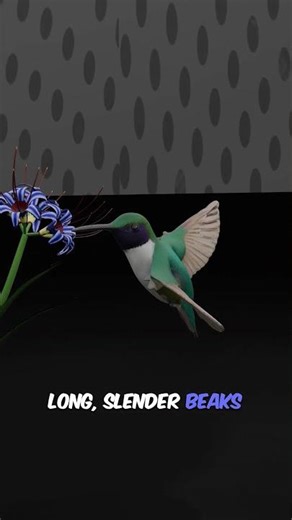 Hummingbird | Fastest Wings in Nature