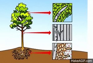Transpiration on Make a GIF