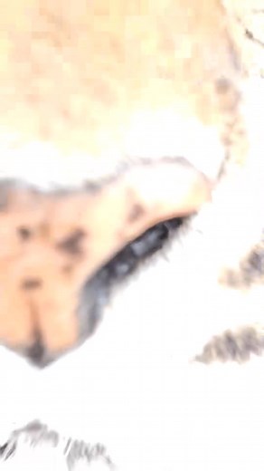 Was he rubbing that boop off or just embarrassed？ | Rufina Sammie