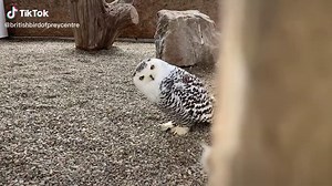 Mischievous Margaret the Snowy Owl Playing Peekaboo