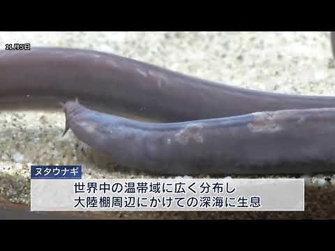 城崎マリンワールド 古代生物「ヌタウナギ」展示
