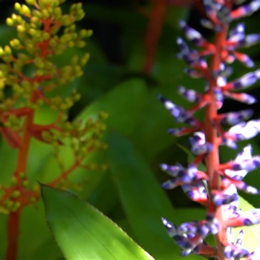 Get ready for the Fairchild Spring Plant Sale, Mother's Day Weekend, May 10 and 11, from 10:00 a.m. to 5:00 p.m. Discover stunning succulents, orchids, and unique plants grown by our experts. Find a rare beauty to take home or the perfect gift for Mother’s Day! Plus, enjoy guided tours and expert gardening tips. Included with admission—Free for members! Shop early—Buy Now! | Fairchild Tropical Botanic Garden | Facebook