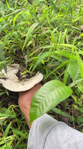 Mencari jamur bulan saat puasa #jamurbarat #jamurhutan #jamurviral #jamurbulan #jamurtrucuk