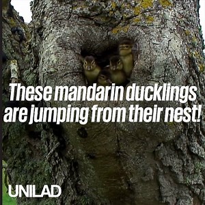748K views · 6.9K reactions | These mandarin ducklings jumping from their nest is the cutest thing I've ever seen  閭 BBC Springwatch | UNILAD | Facebook