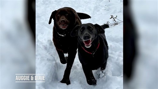 Pet Pics: Snow much happiness from these puppy pals, and more