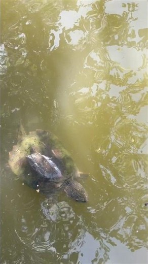Adventureland’s BIG snapper!
