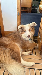 Reef our beautiful fur child recently had his Birthday! Here are some recent pics as we have now had him for about 4months! We are so blessed to have him in our fold. He even does Therapy visits to the nursing home- honestly this pooch is an Angel 😇 xx Collie | Shelly Johnston