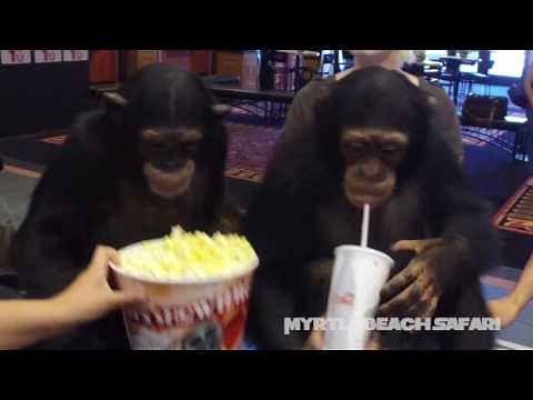 Chimpanzees Get Ready To Watch "War for the Planet of the Apes"
