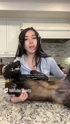 Morning Feast for a Curious Malinois Puppy