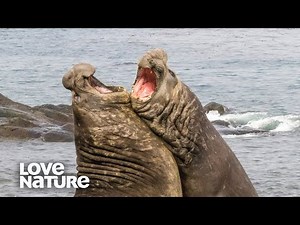 How Do Elephant Seals Fight Off Rivals? | Survival of the Weirdest | Love Nature