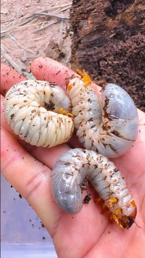 Giant maggots live in coconut trees #Wild-Insect #Catching #animals