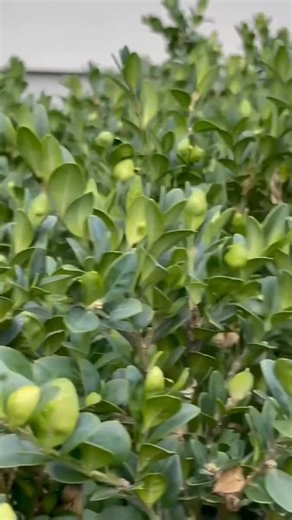 Your Boxwoods Are at Risk: Spotting & Stopping the Box Tree Moth. The Box Tree Moth is a serious threat to boxwoods - Learn how to deal with it from Tim and Elias. | Goldner Walsh Garden & Home