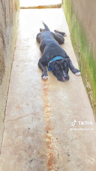 Understanding Pitbulls: Growth, Purpose, and Care Tips