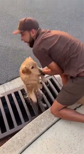 Delivery Driver's Heroic Dog Rescue Goes VIRAL!