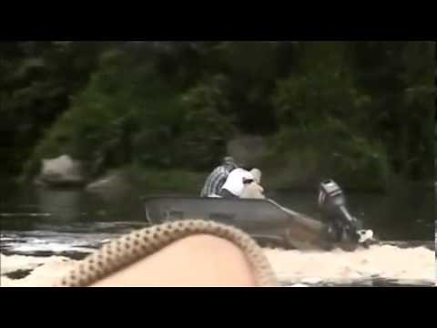 Record Nile Perch caught and released in Uganda