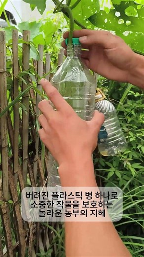 수세미 보호 방법 - 재활용 플라스틱 병을 이용한 해충 방지 농업 기술