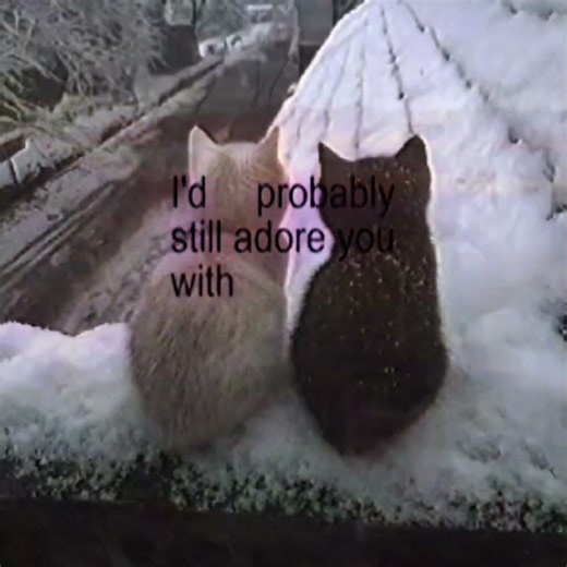 arctic monkeys 505 #cats #arcticmonkeys #cat #music #song