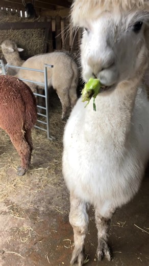 Keiki enjoying some broccoli #alpacas