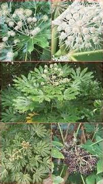 🌻¹³☆•²◇¹■⁴ Japanese Aralia, False Castor Oil Plant (Fatsia japonica) in Ginseng Family (Araliaceae)