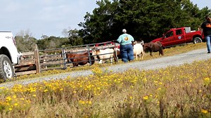 15K views · 494 reactions | Fall Roundup 2024 - Northern Herd | DSC Photography | Facebook