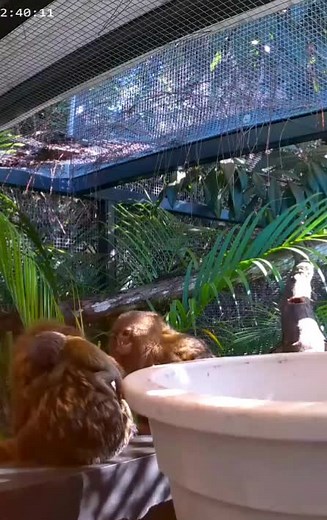 Adorable Twin Baby Pygmy Marmosets in Wildlife Conservation