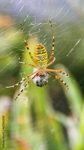 Argiope tiger bruennichi weaves a web, wasp spider, poisonous spider, macro, insect world, vertical