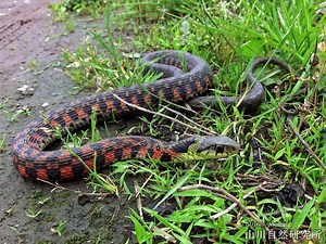 ヤマカガシの生息地、特徴や模様、毒性、幼蛇（赤ちゃん）を画像つきで解説| 日本ヘビ図鑑