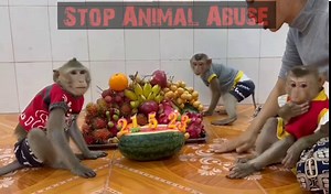 4.4K views · 77 reactions | Dalton 2023 Dalton Yen Bella still in...