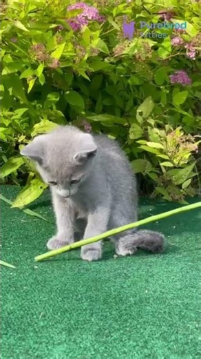 Meet Nord: Gentle Blue Russian Blue Boy with a Heart of Gold 💙✨ #RussianBlue
