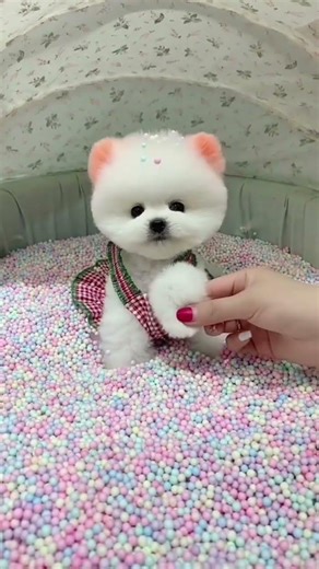 Teacup dog, Pomeranian, Shunsuke