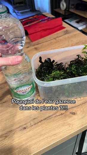 L'importance de l'eau gazeuse en aquascaping