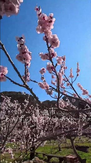 【ざつ旅】 千曲市 あんずの里スケッチパーク #insta360acepro2 #旅行 #旅行vlog #travel #ざつ旅