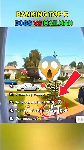 Top 5 Mailmen vs Dogs Moments That Escalated Way Too Fast 😳🐕💨 #dogs #funny