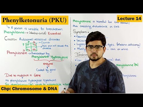 PhenylKetonuria (PKU) | A Genetic Disorder | Lecture 14