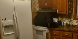 Bear falls through ceiling of Kentucky home after climbing ladder, squeezing into attic