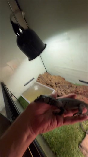 59K views · 1.2K reactions | It’s five am , this is why I get up so early | The Legend Lizards | Facebook