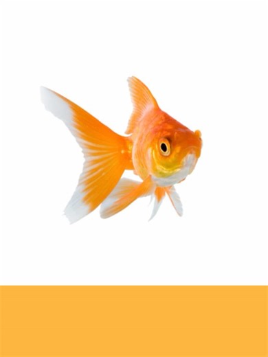 Alternative to Microsoft: Google Form Link Provided