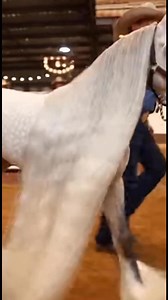 Movement Evaluation — Structured Control Session A composed evaluation sequence highlighting alignment stability, controlled transitions, and balanced pacing as movement behavior becomes measurable under structured conditions. #cuteminipets #movementreview #performancecycle | Cute Mini Pets