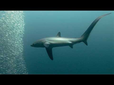 🦈 Thresher Sharks Hunting Sardines with Their Incredible Tail Slap!