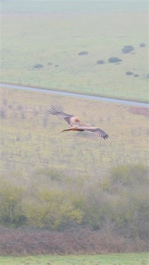 Misty mornings hit different… There’s something truly special about watching a Red Kite silently cutting through low cloud, wings stretched wide, totally at home in conditions most of us would call a write-off. This flight was captured at first light today as the mist rolled across the fields — soft light, muted colours, and that unmistakable silhouette gliding effortlessly through the haze. Moments like this are why I keep going back out there… patience, respect, and timing all coming together 