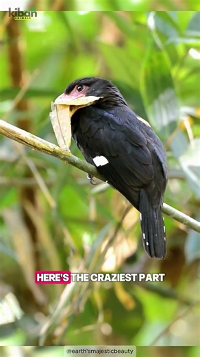 The Bird With the Strangest Beak! 🐦✨ | Broadbill Facts