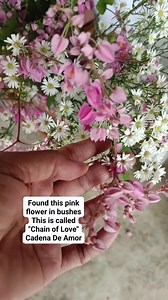 Beautiful wild flowers 🌸🌸🌹#KadenaDeAmor #chainoflove #wildflowers #flowers | Mimi’s World