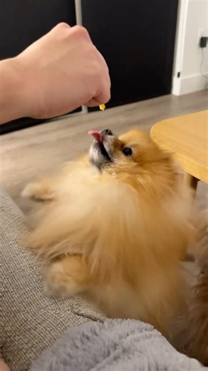 Cute Pomeranian, is Like a baby shark. #pomeranian #cutepuppies #cutepomeranianvideos #pompom