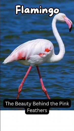 Flamingo Migration | The 1,500 km Journey of Nature’s Pink Travelers #facts #wildliferescue #animals
