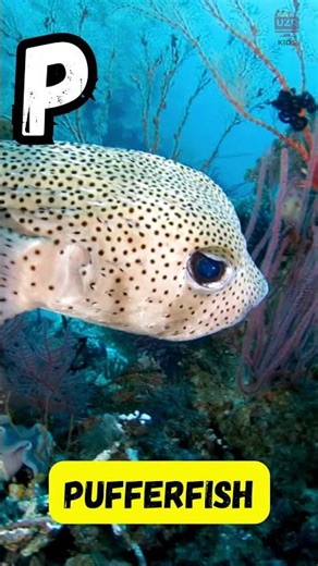 A to Z Sea Animals Song 🐠🌊 | ABC Ocean Creatures for Kids | Learn Alphabet with UZR Kids